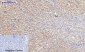 Rho A Polyclonal Antibody